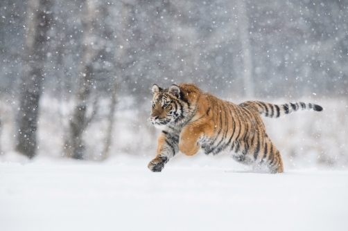 tygr ussurijský (Panthera tigris altaica)...