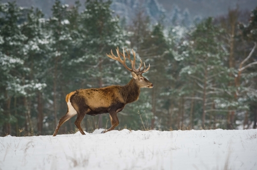 jelen lesní (Cervus elaphus) Red deer