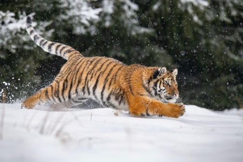 tygr ussurijský (Panthera tigris altaica)...