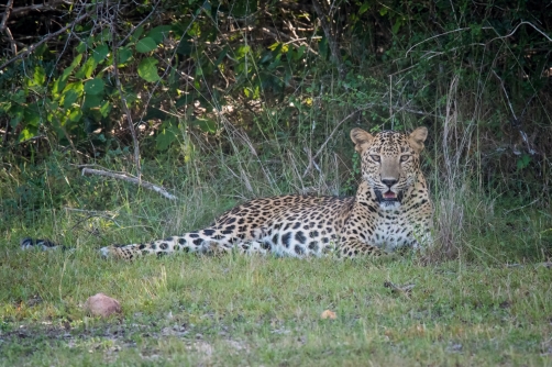 levhart cejlonský (Panthera pardus kotiya)...