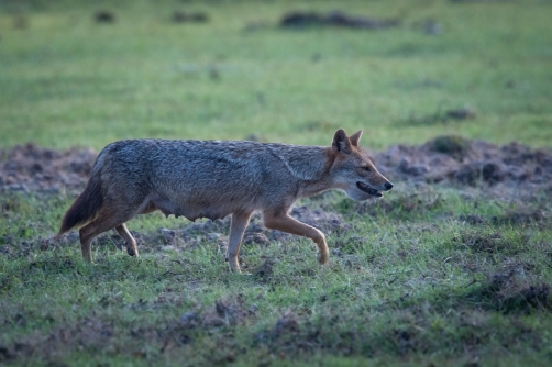 šakal obecný (Canis aureus) Golden jackal