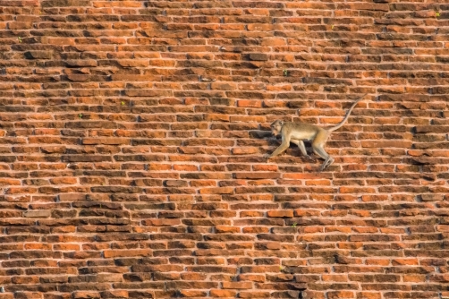 makak bandar (Macaca sinica) Toque macaque