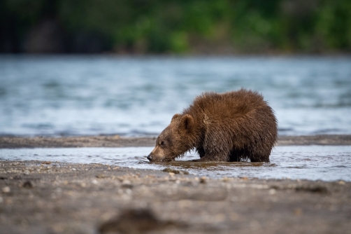 medvěd hnědý kamčatský (Ursus arctos...