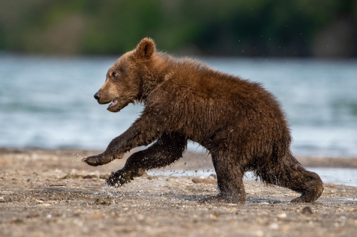 medvěd hnědý kamčatský (Ursus arctos...