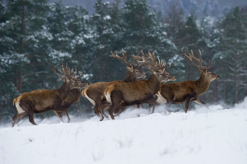 jelen lesní (Cervus elaphus) Red deer