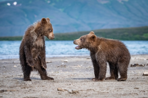 medvěd hnědý kamčatský (Ursus arctos...