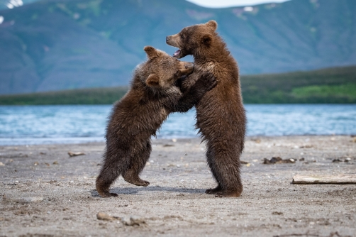 medvěd hnědý kamčatský (Ursus arctos...