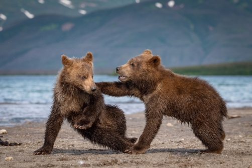 medvěd hnědý kamčatský (Ursus arctos...