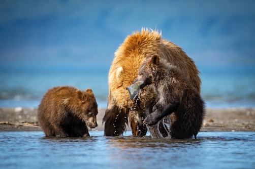 medvěd hnědý kamčatský (Ursus arctos...