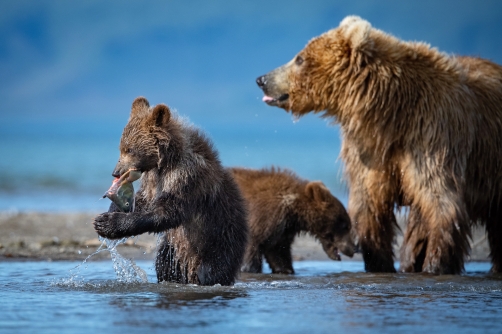 medvěd hnědý kamčatský (Ursus arctos...