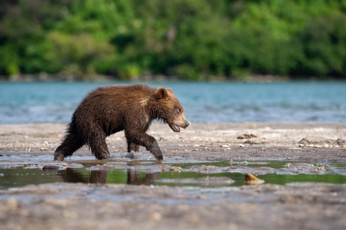 medvěd hnědý kamčatský (Ursus arctos...