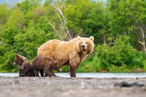 medvěd hnědý kamčatský (Ursus arctos...