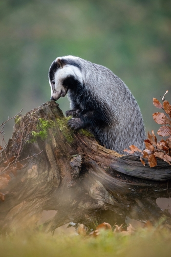 jezevec lesní (Meles meles) European badger