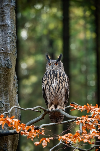 výr velký (Bubo bubo) Eurasian eagle-owl