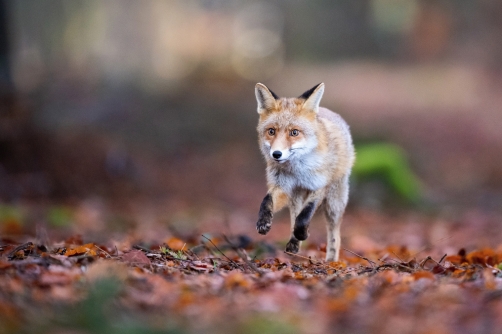 liška obecná (Vulpes vulpes) Red fox