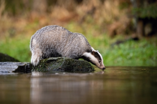 jezevec lesní (Meles meles) European badger