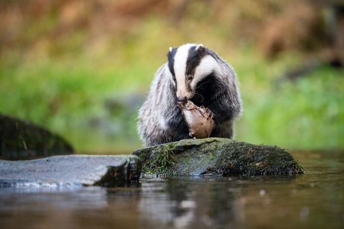 jezevec lesní (Meles meles) European badger