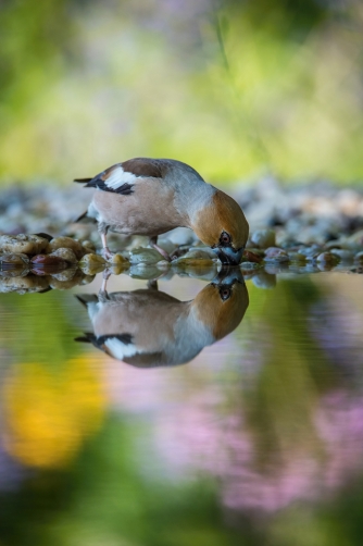 dlask tlustozobý (Coccothraustes...