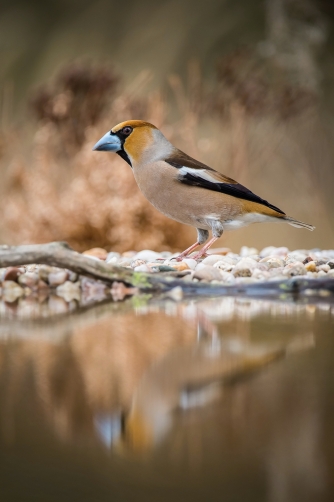 dlask tlustozobý (Coccothraustes...