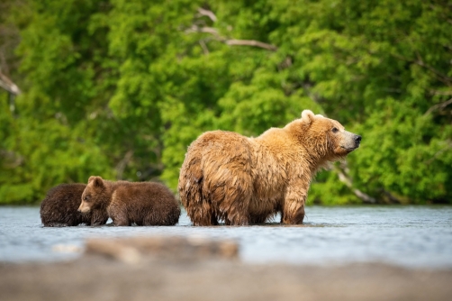 medvěd hnědý kamčatský (Ursus arctos...