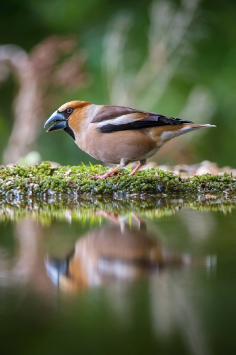 dlask tlustozobý (Coccothraustes...