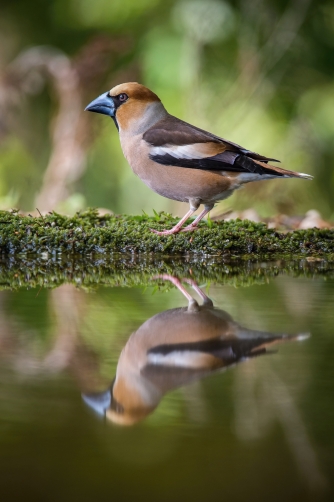 dlask tlustozobý (Coccothraustes...