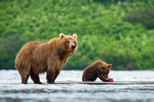 medvěd hnědý kamčatský (Ursus arctos...