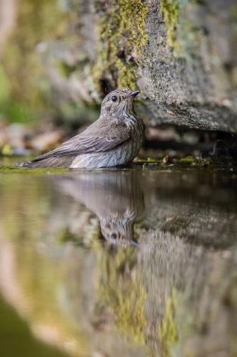 lejsek šedý (Muscicapa striata) Spotted...