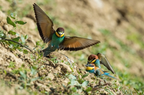 vlha pestrá (Merops apiaster) European...