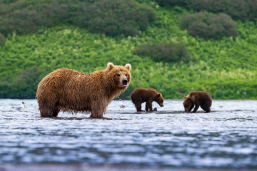 medvěd hnědý kamčatský (Ursus arctos...