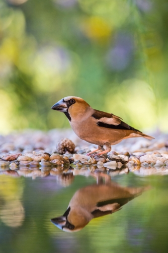 dlask tlustozobý (Coccothraustes...