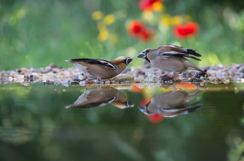 dlask tlustozobý (Coccothraustes...