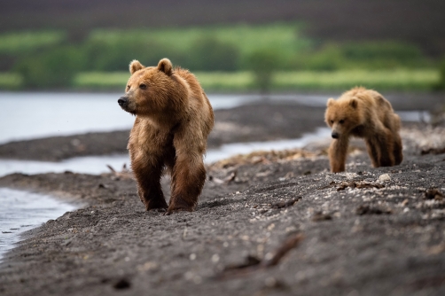 medvěd hnědý kamčatský (Ursus arctos...