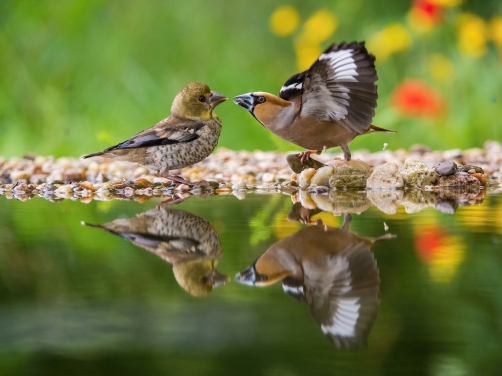 dlask tlustozobý (Coccothraustes...