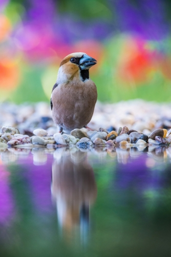 dlask tlustozobý (Coccothraustes...