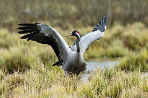 jeřáb popelavý (Grus grus) Common crane