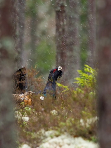 tetřev hlušec (Tetrao urogallus) Western...