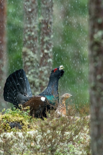 tetřev hlušec (Tetrao urogallus) Western...