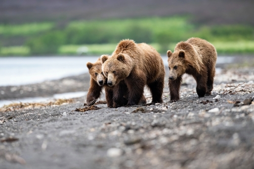 medvěd hnědý kamčatský (Ursus arctos...