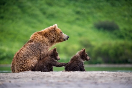 medvěd hnědý kamčatský (Ursus arctos...