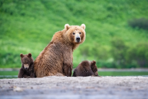 medvěd hnědý kamčatský (Ursus arctos...