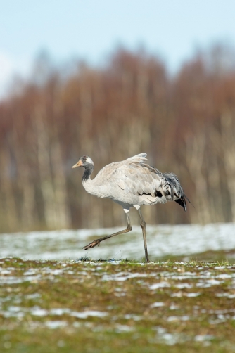 jeřáb popelavý (Grus grus) Common crane