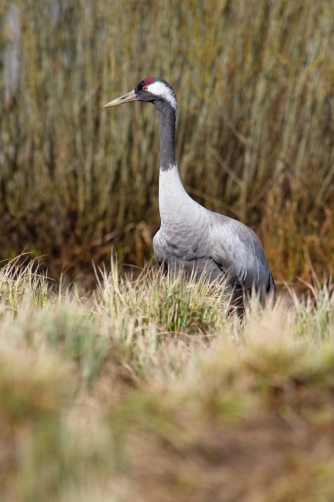 jeřáb popelavý (Grus grus) Common crane