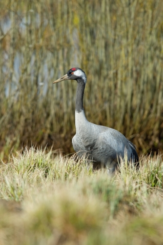 jeřáb popelavý (Grus grus) Common crane