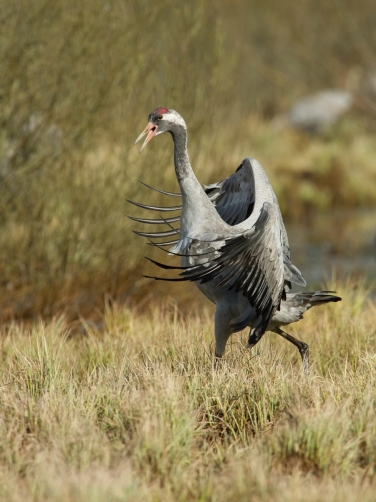 jeřáb popelavý (Grus grus) Common crane