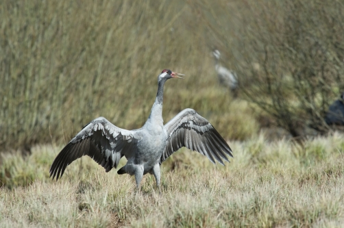 jeřáb popelavý (Grus grus) Common crane