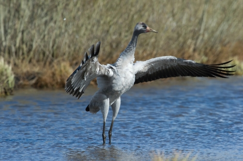 jeřáb popelavý (Grus grus) Common crane