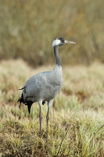 jeřáb popelavý (Grus grus) Common crane