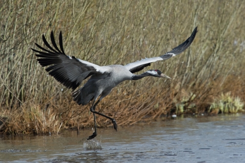 jeřáb popelavý (Grus grus) Common crane