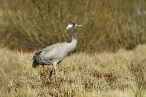 jeřáb popelavý (Grus grus) Common crane